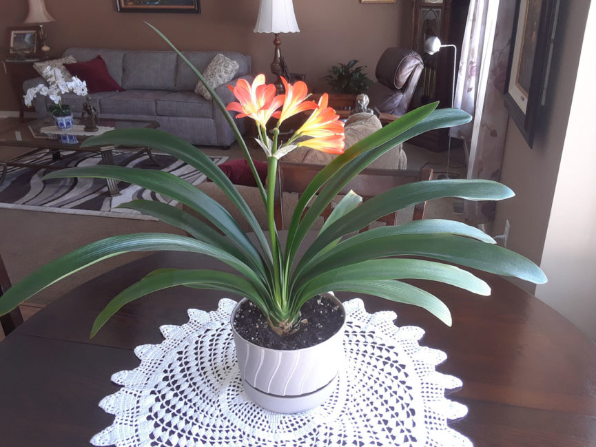 an orange clivia flower
